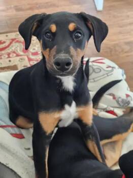 Madigan -  Rottweiler and Doberman Pinscher Dog for Adoption in Polk, Ohio - Madigan | PetCurious