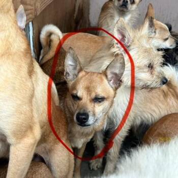 Chihuahua and Mixed Breed Dogs Available for Adoption - Ricky | PetCurious