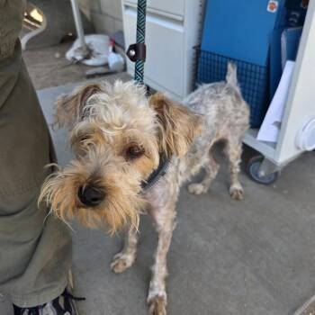 SUNNY -  Yorkshire Terrier and Mixed Breed Dog for Adoption in Long Beach, California - SUNNY | PetCurious