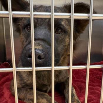 Sprinkles -  Mixed Breed Dog for Adoption in Winston-salem, North Carolina - Sprinkles | PetCurious