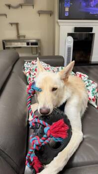 Suny -  Yellow Labrador Retriever and White German Shepherd Dog for Adoption in Beverly Hills, California - Suny | PetCurious