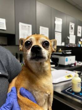 Chihuahua Dogs Available for Adoption - DIEGO | PetCurious