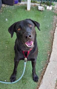 Maggie -  Black Labrador Retriever Dog for Adoption in Fruit Heights, Utah - Maggie | PetCurious