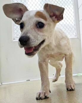 Winifred -  Australian Cattle Dog Blue Heeler Dog for Adoption in Plover, Wisconsin - Winifred | PetCurious