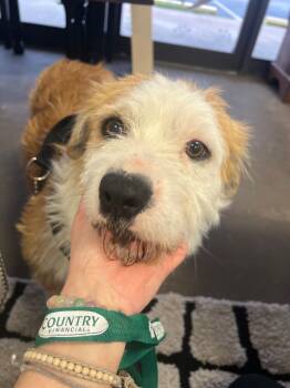 Rescue Cardigan Welsh Corgi and Terrier Dogs for Adoption in Broken Arrow, Oklahoma - Pinky | PetCurious