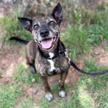 Margie -  Mixed Breed Dog for Adoption in Glenwood Springs, Colorado - Margie | PetCurious