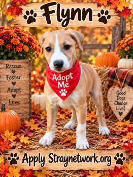 Flynn -  Labrador Retriever Dog for Adoption in Hatfield, Pennsylvania - Flynn | PetCurious