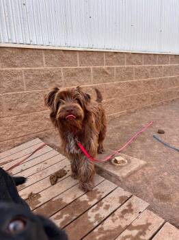 Ivy -  Australian Terrier Dog for Adoption in Hobbs, New Mexico - Ivy | PetCurious