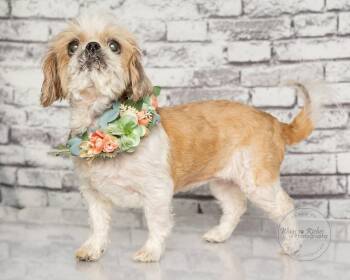 Candy -  Shih Tzu Dog for Adoption in Tuscaloosa, Alabama - Candy | PetCurious