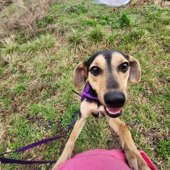 SKYE -  Mountain Cur Dog for Adoption in Chicopee, Massachusetts - SKYE | PetCurious