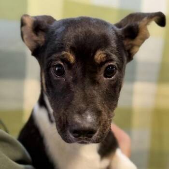 German Shepherd Dog Dogs Available for Adoption in Sacramento, California - Jemma | PetCurious