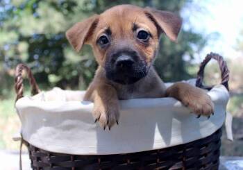 GIA -  Shepherd Dog for Adoption in Broomfield, Colorado - GIA | PetCurious