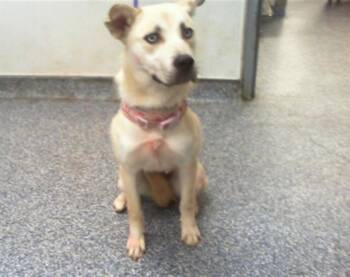 Siberian Husky and Mixed Breed Dogs Available for Adoption in Charlotte, North Carolina - A1264982 | PetCurious