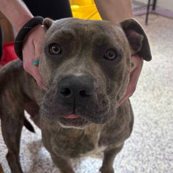 Queenie -  Pit Bull Terrier Dog for Adoption in Northbrook, Illinois - Queenie | PetCurious