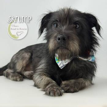Skrump -  Schnauzer and Pug Dog for Adoption in Benton, Louisiana - Skrump | PetCurious
