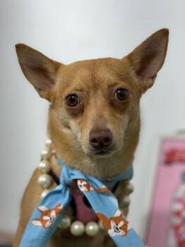 Bonnie-One of our Amazing Rescue Dogs -  Chihuahua and Corgi Dog for Adoption in Carlsbad, California - Bonnie-One Of Our Amazing Rescue Dogs | PetCurious