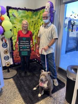 Rescue Pit Bull Terrier Dogs for Adoption in Tracy, California - JACQUIE | PetCurious