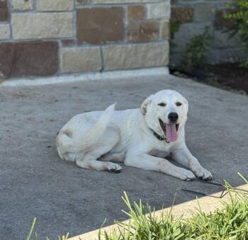 Rescue Labrador Retriever and Great Pyrenees Dogs for Adoption in Conroe, Texas - Daisy (Willis Pups) | PetCurious