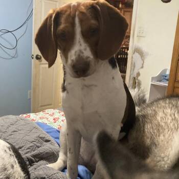 Freya -  Beagle Dog for Adoption in South Riding, Virginia - Freya | PetCurious