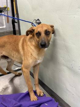 German Shepherd Dog and Mixed Breed Dogs Available for Adoption in Houston, Texas - A2068084 | PetCurious