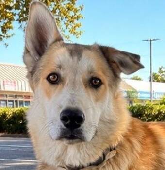Baxter -  Husky Dog for Adoption in Lodi, California - Baxter | PetCurious