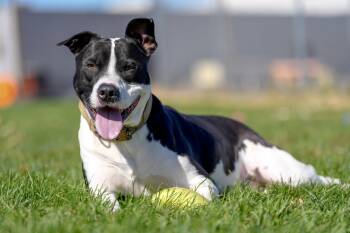 Jack -  Mixed Breed Dog for Adoption in Davenport, Iowa - Jack | PetCurious
