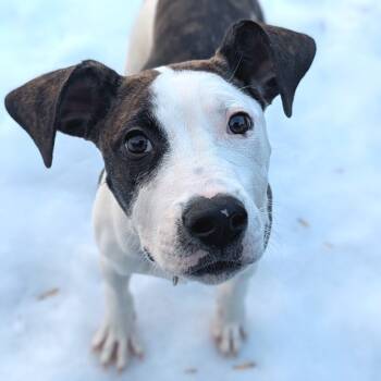 Rescue Pit Bull Terrier and Mixed Breed Dogs for Adoption in Charlottesville, Virginia - Candied Yams | PetCurious