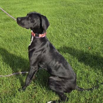 Raven -  Great Dane Dog for Adoption in Cincinnati, Ohio - Raven | PetCurious