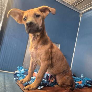 jeff -  Chihuahua and Mixed Breed Dog for Adoption in Yuma, Arizona - Jeff | PetCurious