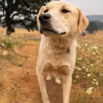 Dolly -  Great Pyrenees and Mixed Breed Dog for Adoption in Portland, Oregon - Dolly | PetCurious