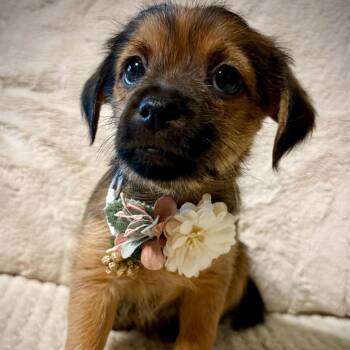 Billie -  Terrier Dog for Adoption in Fort Worth, Texas - Billie | PetCurious