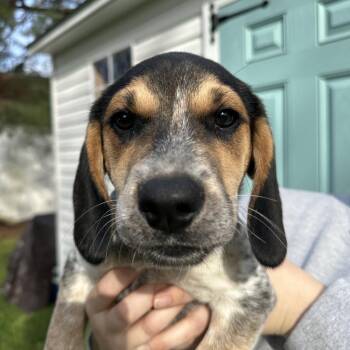 Beagle Dogs Available for Adoption - Woodstock | PetCurious