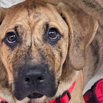 Rusty -  Basset Hound and Mixed Breed Dog for Adoption in Corpus Christi, Texas - Rusty | PetCurious