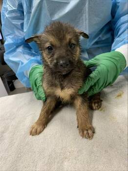 HARPER -  Husky Dog for Adoption in Fairbanks, Alaska - HARPER | PetCurious
