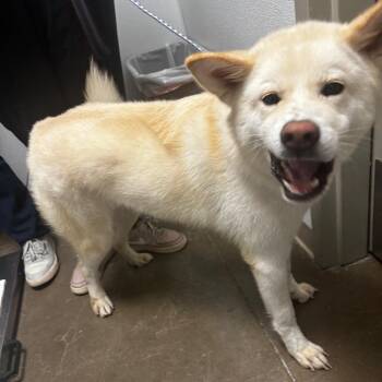 Maggie -  Husky and Mixed Breed Dog for Adoption in Tulsa, Oklahoma - Maggie | PetCurious