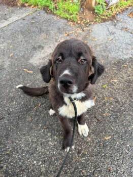McLovin -  Great Pyrenees Dog for Adoption in Saugus, Massachusetts - McLovin | PetCurious