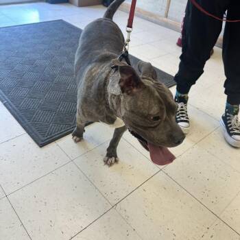 Karma Rose -  Mixed Breed Dog for Adoption in Davenport, Iowa - Karma Rose | PetCurious