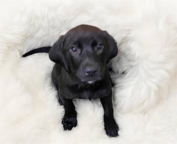 ACACIA -  Labrador Retriever and Mixed Breed Dog for Adoption in Fort Lauderdale, Florida - ACACIA | PetCurious