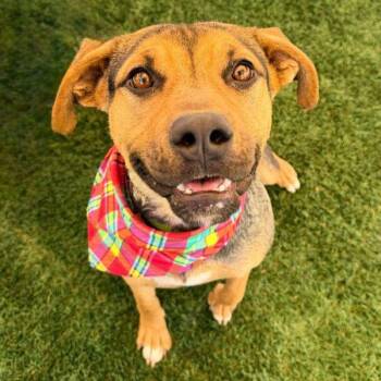 Sugar -  German Shepherd Dog Dog for Adoption in Walnut Creek, California - Sugar | PetCurious