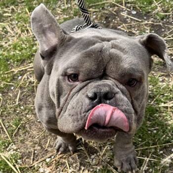 English Bulldog Dogs Available for Adoption in Chicago, Illinois - Stumps ~ Coming Soon!!! | PetCurious