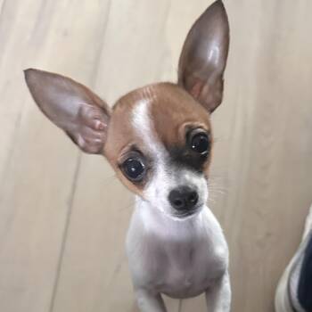 Margaret -  Chihuahua Dog for Adoption in Pflugerville, Texas - Margaret | PetCurious