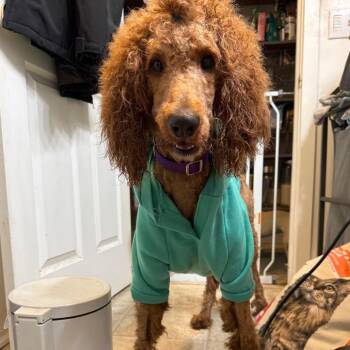 Twinkie -  Poodle and Mixed Breed Dog for Adoption in Bellingham, Washington - Twinkie | PetCurious
