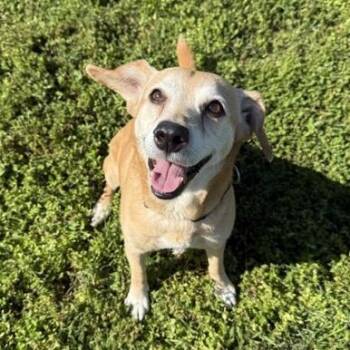 Terrier and Bloodhound Dogs Available for Adoption in Springfield, Missouri - Bailee | PetCurious