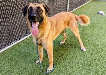 BRUNO -  Anatolian Shepherd Dog for Adoption in San Jose, California - BRUNO | PetCurious