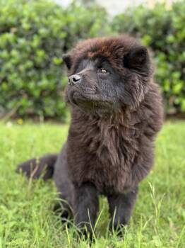 Chow Chow Dogs Available for Adoption in Helotes, Texas - Baloo | PetCurious
