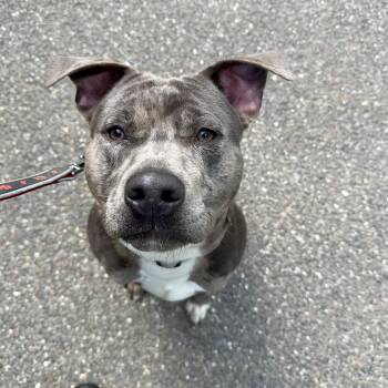 Pit Bull Terrier Dogs Available for Adoption in East Northport, New York - Blue  | PetCurious