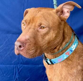 PYRIA Adorable Red Nose seeks a rehoming. She