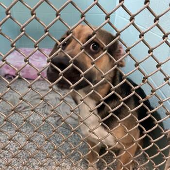 Shepherd and Mixed Breed Dogs Available for Adoption - George | PetCurious