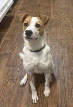 Jack Russell Terrier Dogs Available for Adoption - Goose | PetCurious