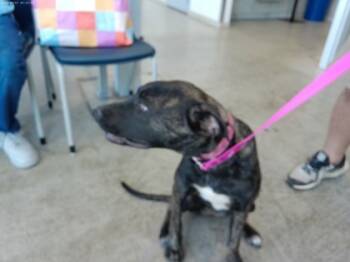 Rescue Black And Tan Coonhound and Mixed Breed Dogs for Adoption in Fort Worth, Texas - Aerie | PetCurious